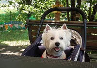 ウエストハイランドホワイトテリア　片品村　みのりの里