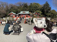 ウエストハイランドホワイトテリア　足利　織姫神社