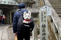 ウエストハイランドホワイトテリア　榛名神社