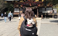 ウエストハイランドホワイトテリア　秩父神社
