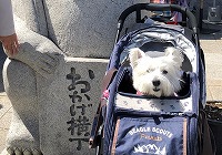 ウエストハイランドホワイトテリア　伊勢神宮