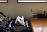 ウエストハイランドホワイトテリア　那須ステーキハウス寿楽