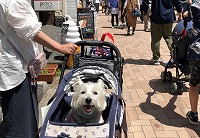ウエストハイランドホワイトテリア　軽井沢銀座