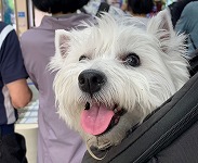ウエストハイランドホワイトテリア　御岳山