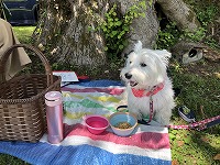 ウエストハイランドホワイトテリア　お出掛け　丸沼　湯の湖