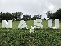ウエストハイランドホワイトテリア　お出掛け　那須　マウントジーンズ