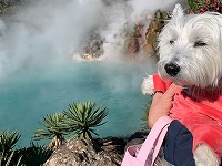 ウエストハイランドホワイトテリア　お出掛け　高千穂　阿蘇　別府　フェリー