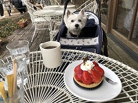 ウエストハイランドホワイトテリア　お出掛け　小山市　いちごの里