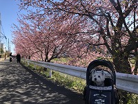 ウエストハイランドホワイトテリア　お出掛け　鷲宮神社　権現堂堤