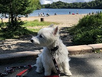 ウエストハイランドホワイトテリア　お出掛け　奥日光　湯の湖