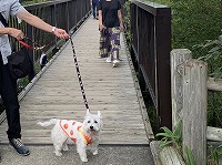 ウエストハイランドホワイトテリア　お出掛け　那須　つつじ吊橋