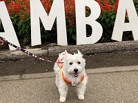 ウエストハイランドホワイトテリア　お出掛け　たんばらラベンダーパーク