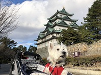 ウエストハイランドホワイトテリア　ウエスティ　名古屋城