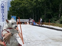 ウエストハイランドホワイトテリア　ウエスティ　八海山ロープウェー