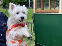 ウエストハイランドホワイトテリア　ウエスティ　笠間稲荷神社