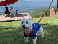 ウエストハイランドホワイトテリア　ウエスティ　蓼科　御泉水自然園