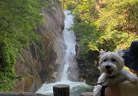 ウエストハイランドホワイトテリア　お出掛け　昇仙峡　河口湖　麗