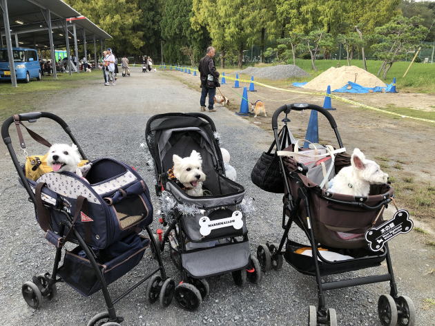 ウエスティ はなちゃん 2024 ウエスティーパーティー