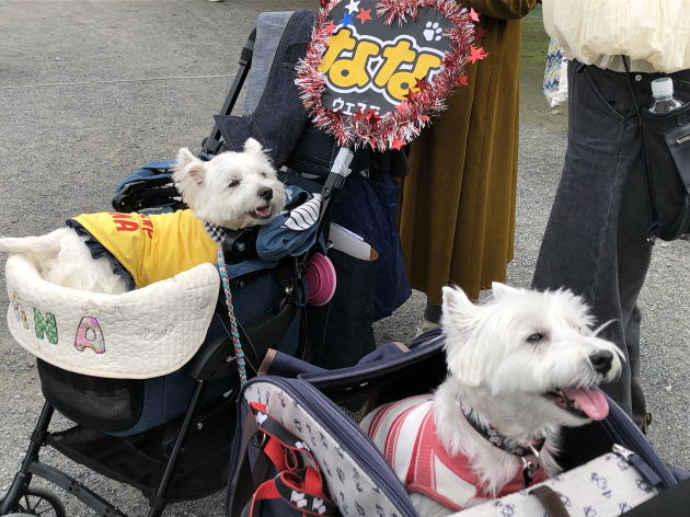 ウエスティ はなちゃん 2024 ウエスティーパーティー