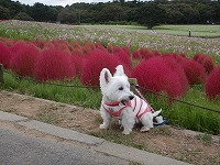 ウエストハイランドホワイトテリア　ひたち海浜公園
