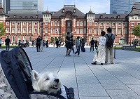 ウエストハイランドホワイトテリア　新幹線
