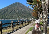 ウエストハイランドホワイトテリア　奥日光　中禅寺湖