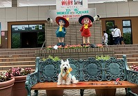 ウエストハイランドホワイトテリア　東武ワールドスクエア