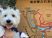 ウエストハイランドホワイトテリア　お出掛け　奥多摩ふれあい森林浴コース
