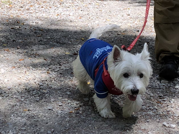 ウエスティはなちゃん 蓼科 御泉水自然園
