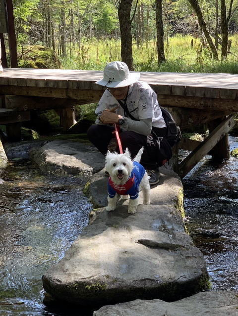 ウエスティはなちゃん 蓼科 御泉水自然園