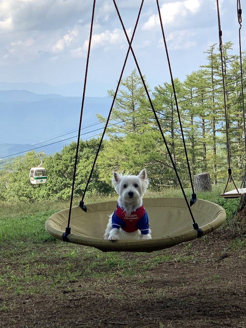 ウエスティはなちゃん 蓼科 御泉水自然園