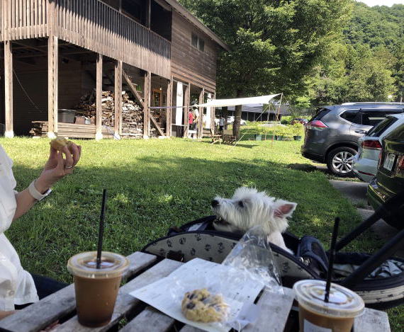 ウエスティはなちゃん 魚沼の里