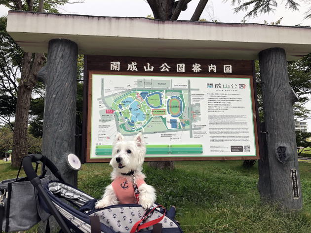ウエスティ はな 開成山公園