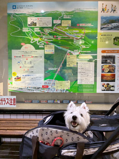 ウエスティはなちゃん 湯沢高原