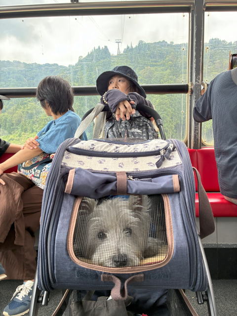 ウエスティはなちゃん 湯沢高原