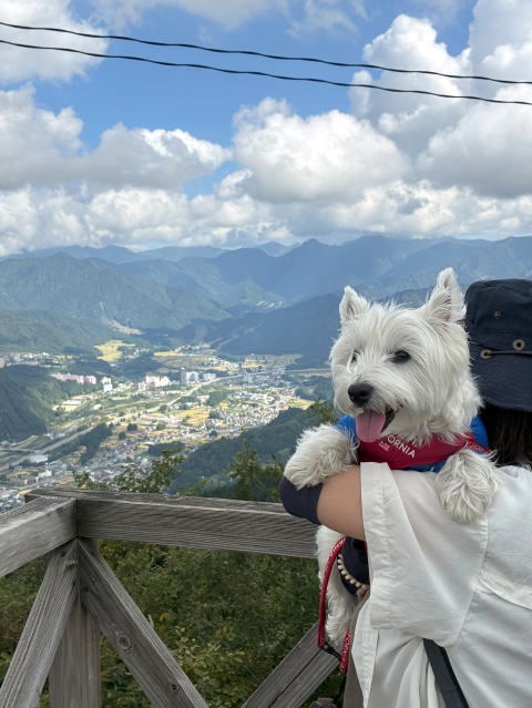 ウエスティはなちゃん 湯沢高原