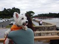 ウエストハイランドホワイトテリア　松島センチュリーホテル　水戸屋アネックス