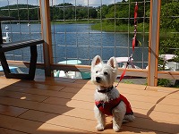 ウエストハイランドホワイトテリア　蓼科わんわんパラダイスコテージ