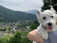 ウエストハイランドホワイトテリア　白川郷