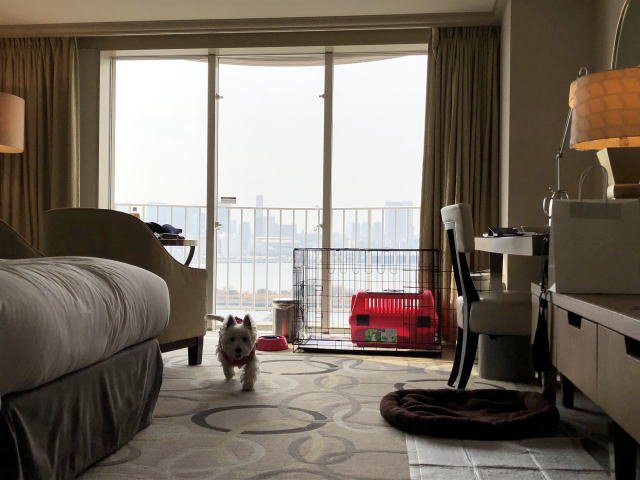 ペット　お台場　ヒルトン　HILTONお台場