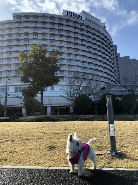 ペット　お台場　ヒルトン　HILTONお台場