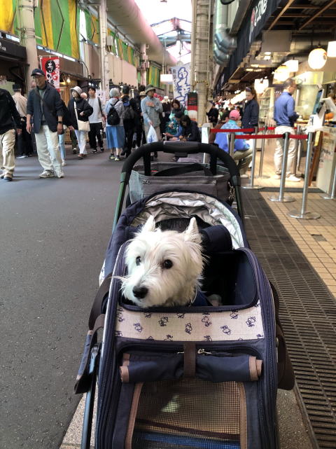 ウエスティはなちゃん 近江町市場