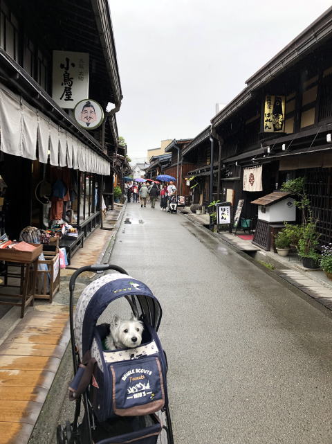 ウエスティはなちゃん 飛騨高山