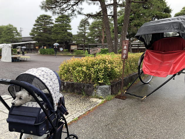 ウエスティはなちゃン 飛騨高山