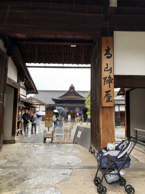 ウエスティはなちゃん 飛騨高山