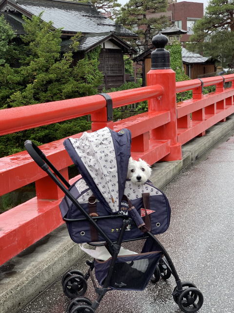ウエスティはなちゃん 飛騨高山