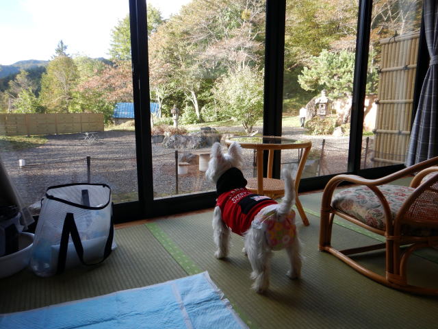 ペット　花咲温泉　元湯花咲