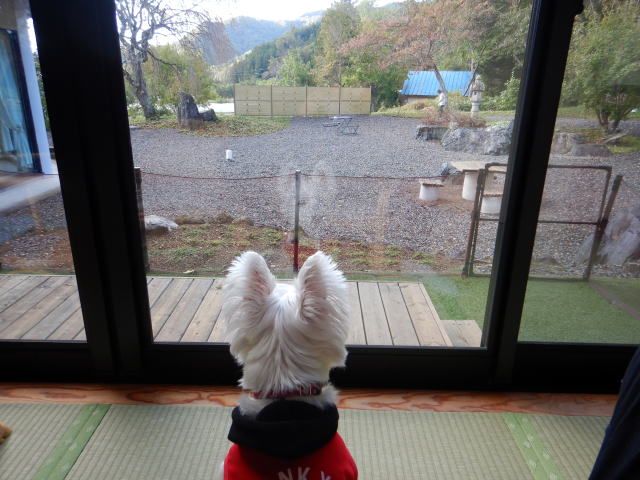 ペット　花咲温泉　元湯花咲