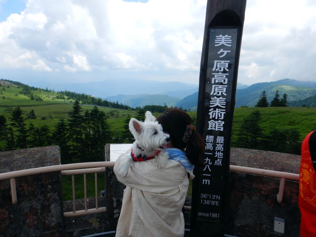 ウエストハイランドホワイトテリア　美ヶ原高原美術館